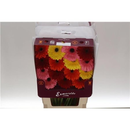 Gerbera .racket Gr Michelle c1749