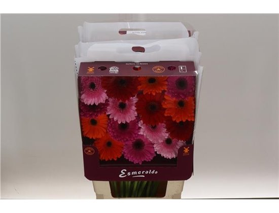 Gerbera .racket Gr Mixed Ibiza c1750