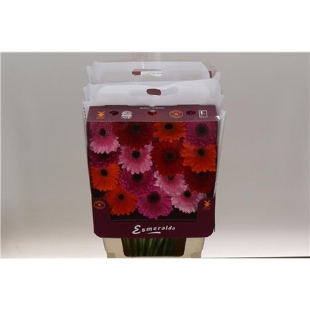 Gerbera .racket Gr Mixed Ibiza c1750