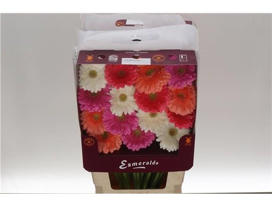 Gerbera .racket Gr Mixed Ibiza c1751