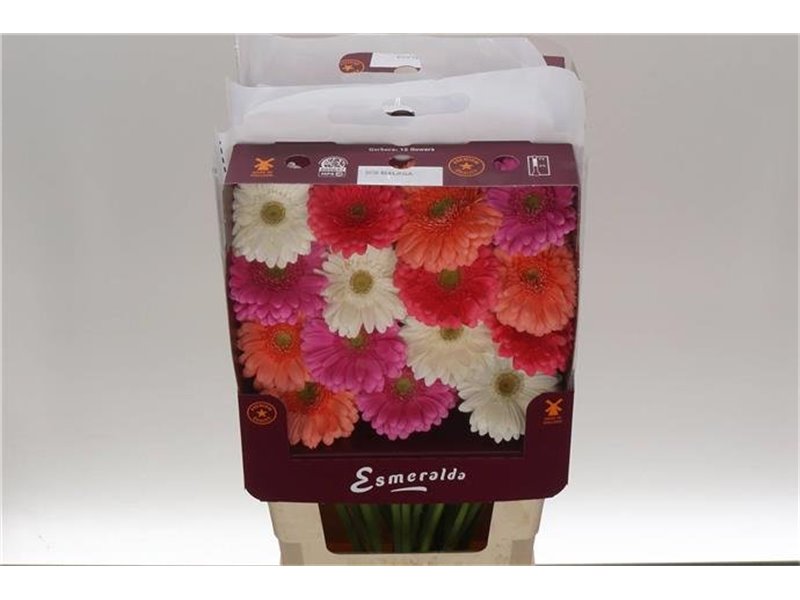 Gerbera .racket Gr Mixed Ibiza c1751