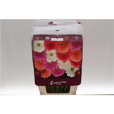 Gerbera .racket Gr Mixed Ibiza c1751