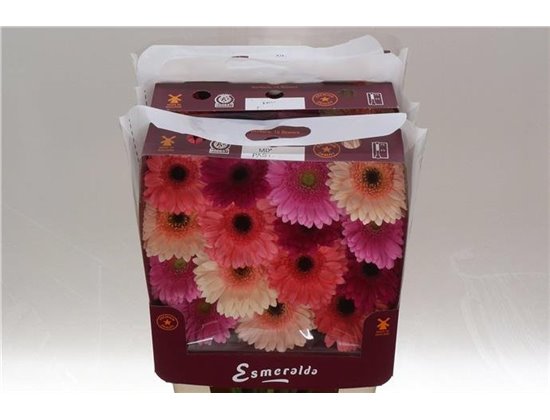 Gerbera .racket Gr Mixed Pastel c1752