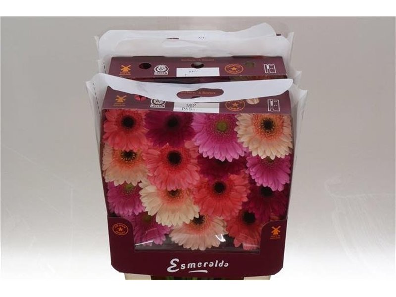 Gerbera .racket Gr Mixed Pastel c1752