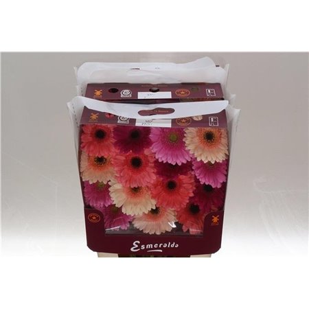 Gerbera .racket Gr Mixed Pastel c1752