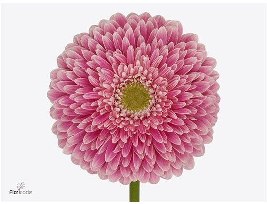 Gerbera .racket Gr Pom Power Ball c1753