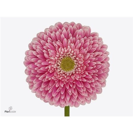 Gerbera .racket Gr Pom Power Ball c1753