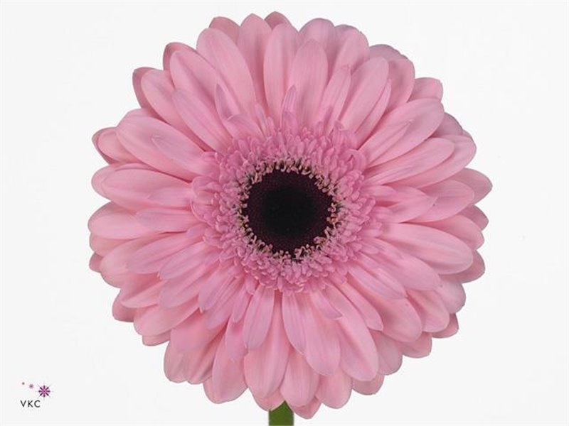 Gerbera .racket Gr Pom Power Ball c1754