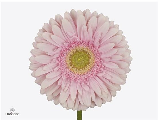 Gerbera .racket Gr Rich c1755