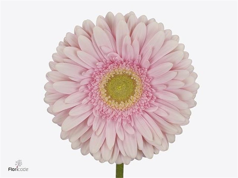 Gerbera .racket Gr Romella c1756