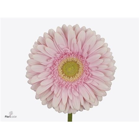 Gerbera .racket Gr Romella c1756