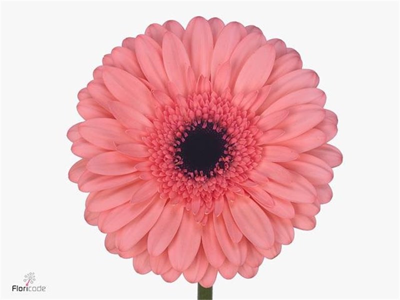 Gerbera .racket Gr Scala c1757