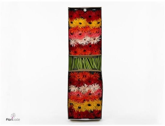 Gerbera .racket Gr Sp Mixed c1758
