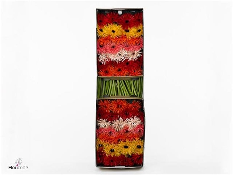 Gerbera .racket Gr Sp Mixed c1758