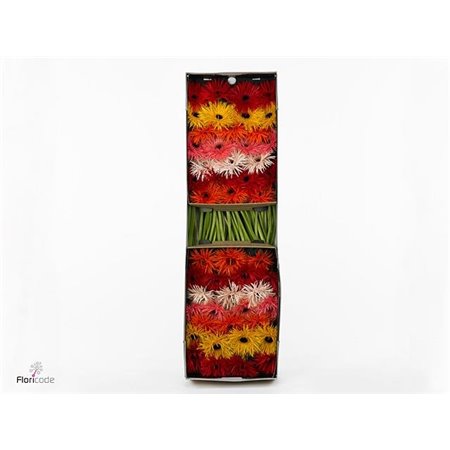 Gerbera .racket Gr Sp Mixed c1758