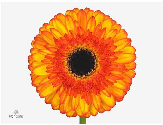 Gerbera .racket Gr Spotlight c1759