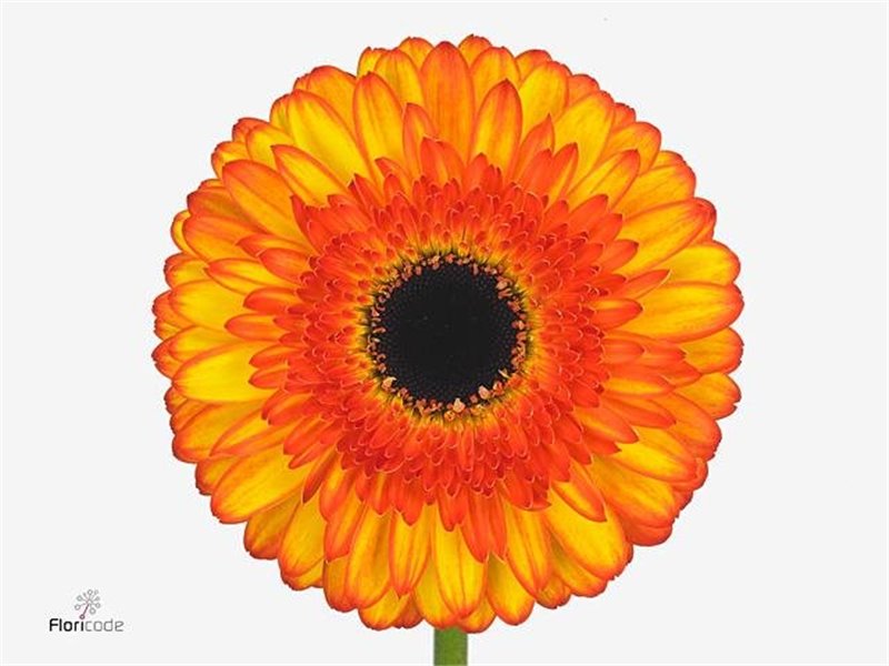 Gerbera .racket Gr Spotlight c1759