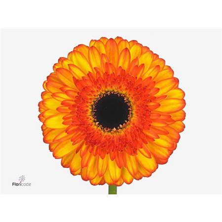 Gerbera .racket Gr Spotlight c1759