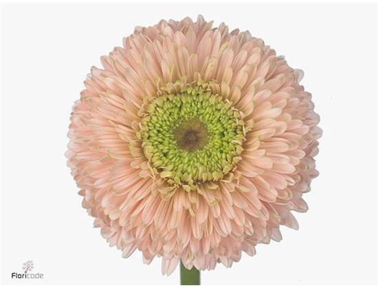 Gerbera .racket Gr Terra Himalia c1760