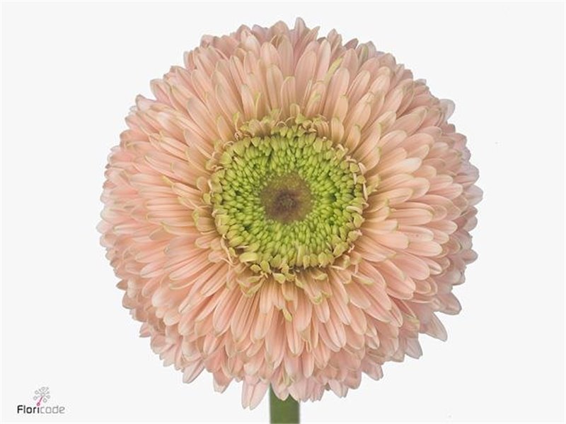 Gerbera .racket Gr Terra Himalia c1760