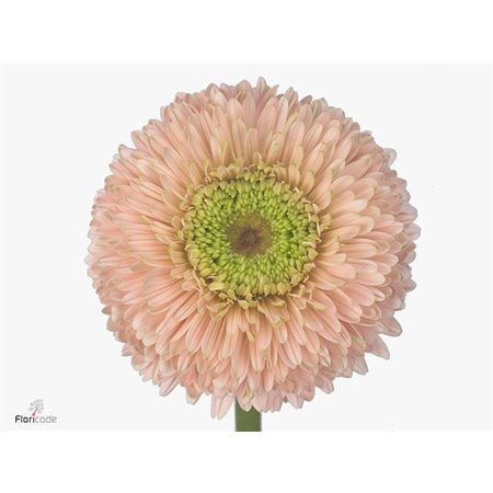 Gerbera .racket Gr Terra Himalia c1760