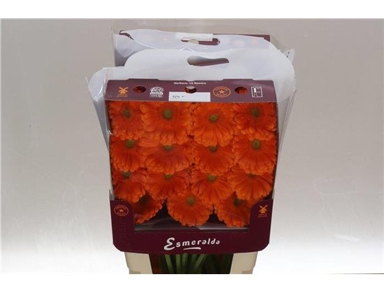 Gerbera .racket Gr Terra Icy c1762