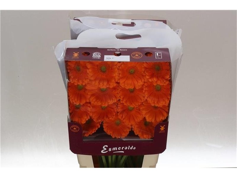 Gerbera .racket Gr Terra Icy c1762