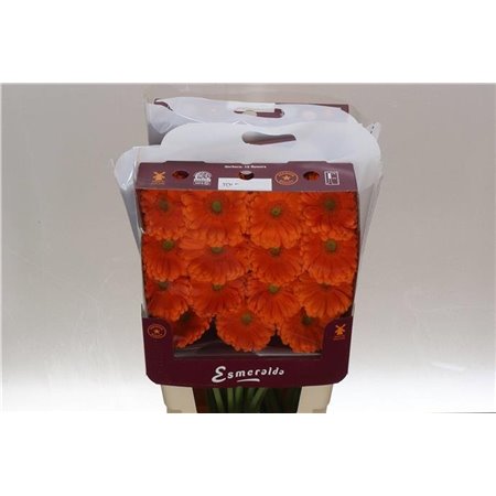 Gerbera .racket Gr Terra Icy c1762