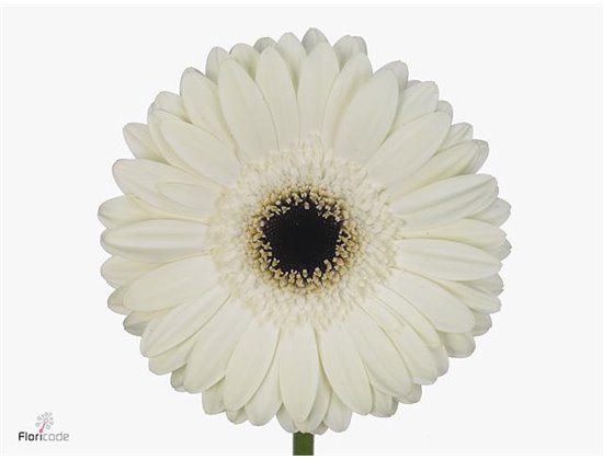 Gerbera .racket Gr White House c1765