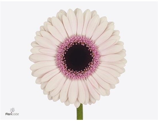Gerbera .racket Mi Abby Lou c1766