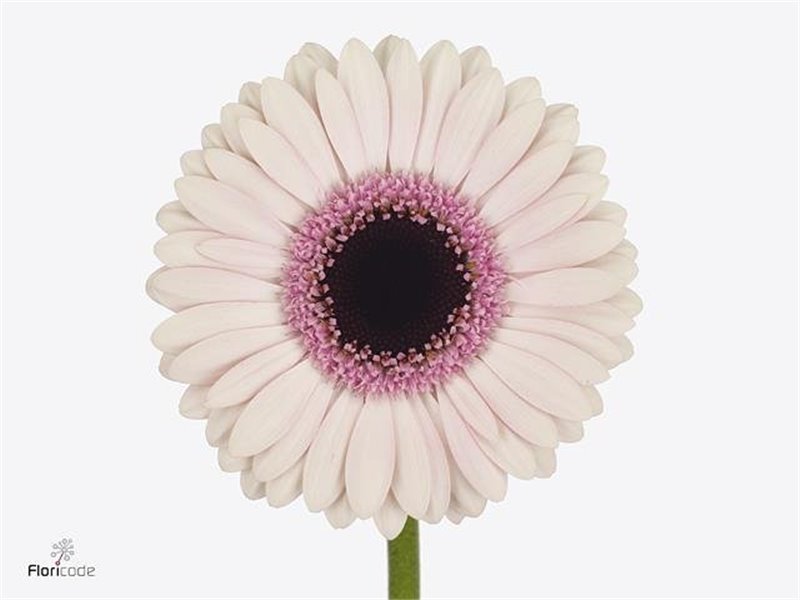 Gerbera .racket Mi Abby Lou c1766