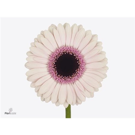 Gerbera .racket Mi Abby Lou c1766