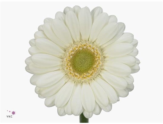 Gerbera .racket Mi Albino c1767
