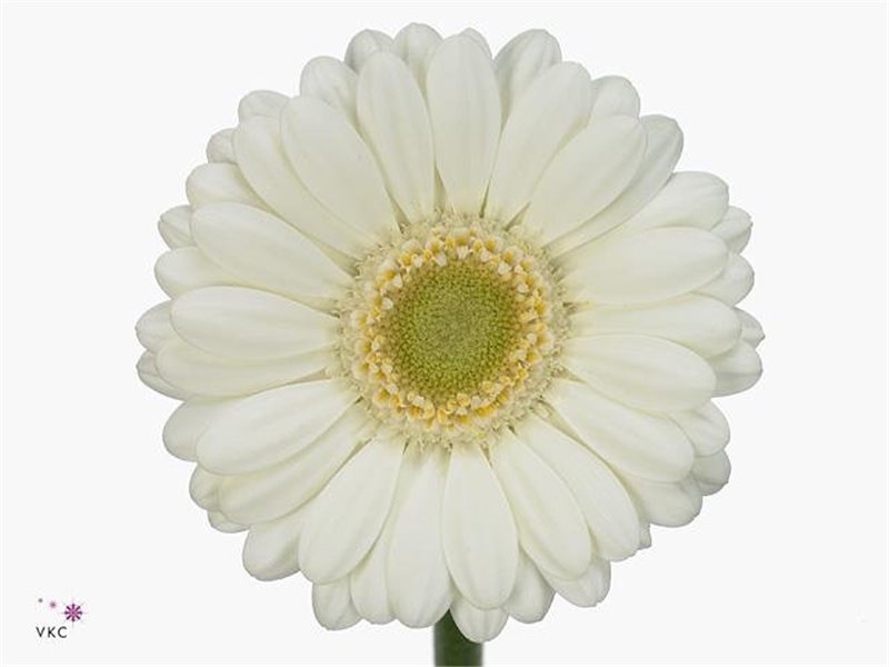 Gerbera .racket Mi Albino c1767