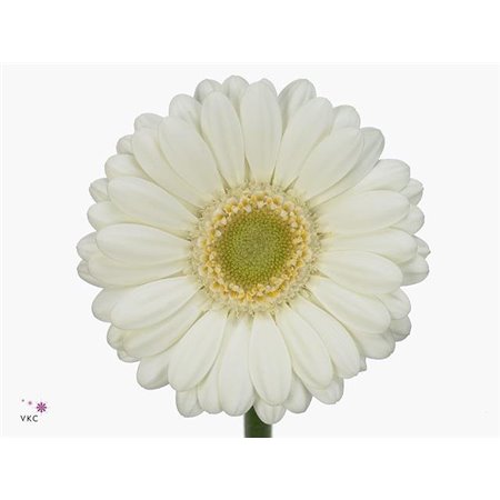 Gerbera .racket Mi Albino c1767