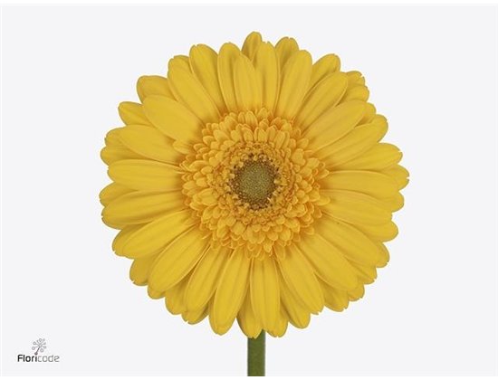 Gerbera .racket Mi Asmara c1769