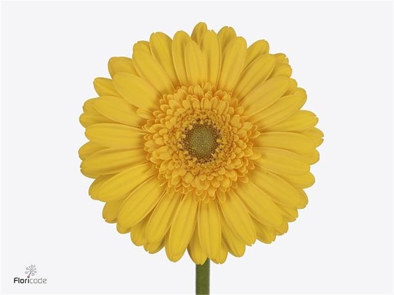 Gerbera .racket Mi Asmara c1769