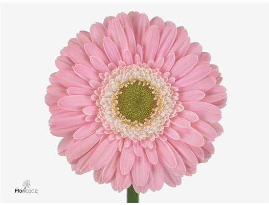 Gerbera .racket Mi Babble c1770