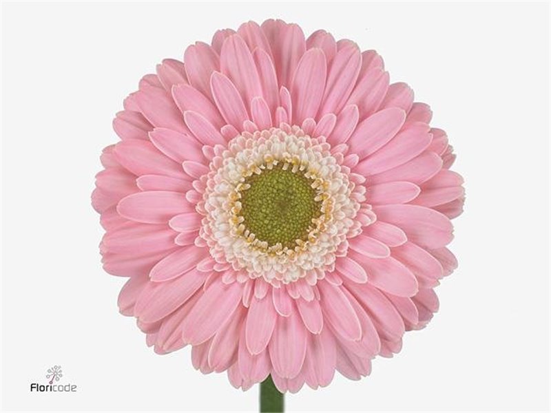 Gerbera .racket Mi Babble c1770