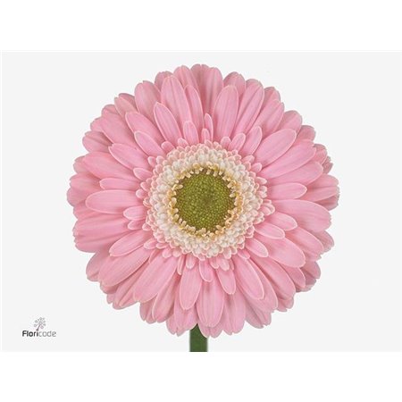 Gerbera .racket Mi Babble c1770