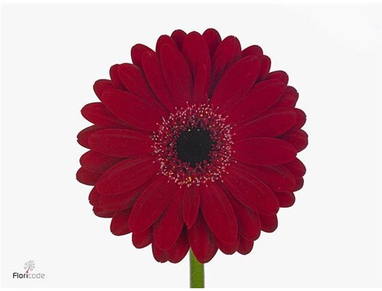 Gerbera .racket Mi Black Tie c1771