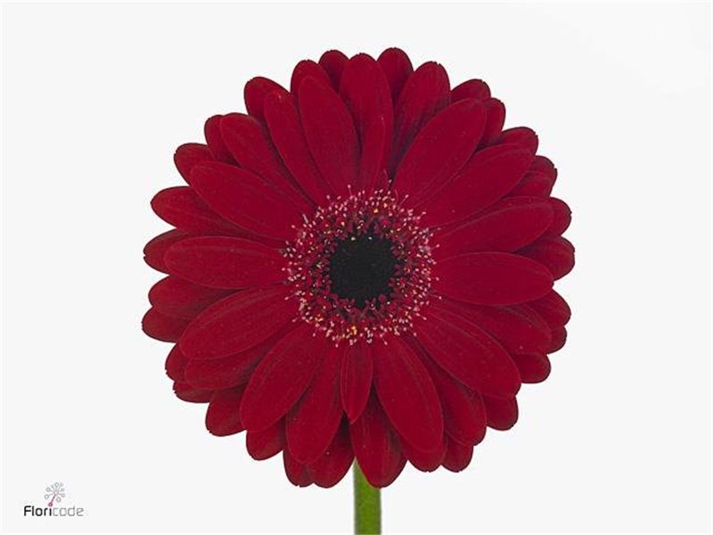 Gerbera .racket Mi Black Tie c1771