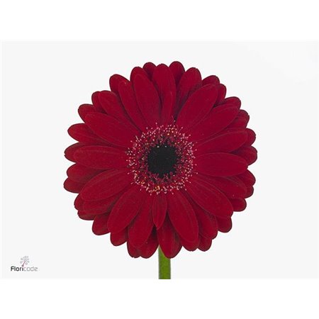 Gerbera .racket Mi Black Tie c1771