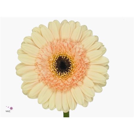 Gerbera .racket Mi Cafe c1772