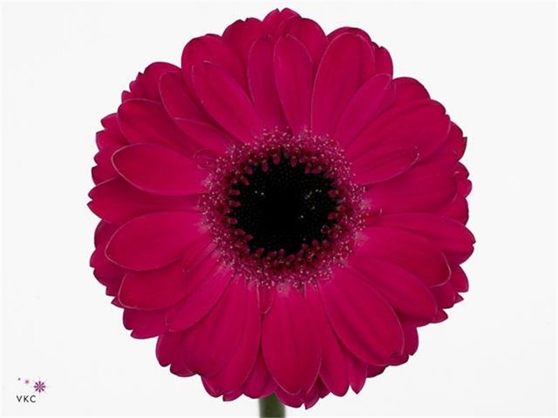 Gerbera .racket Mi Caprice c1773