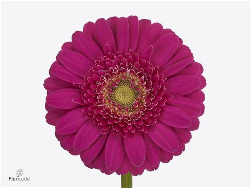 Gerbera .racket Mi Caressa c1774