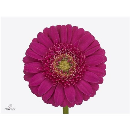 Gerbera .racket Mi Caressa c1774