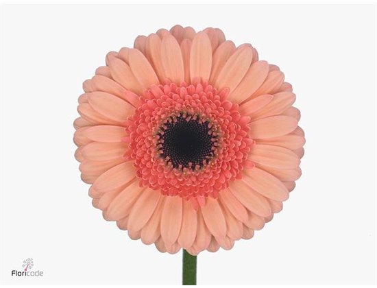 Gerbera .racket Mi Cookie N Cream c1775