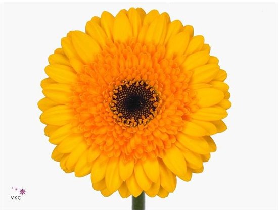 Gerbera .racket Mi Davidson c1776