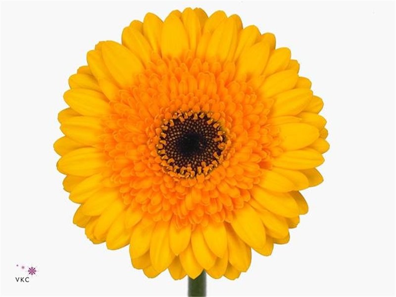 Gerbera .racket Mi Davidson c1776